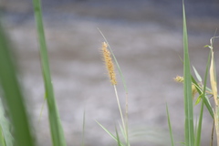 Setaria parviflora