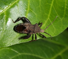 Acanthocoris