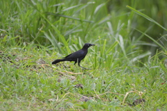 Quiscalus lugubris