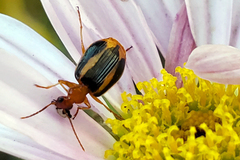 Lebia solea