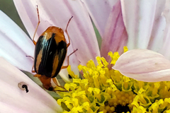 Lebia solea