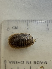 Porcellio dilatatus