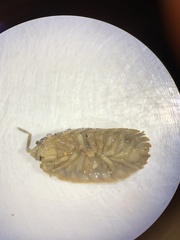 Porcellio dilatatus