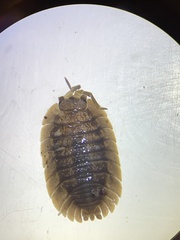 Porcellio dilatatus
