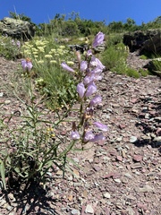 Penstemon lyallii