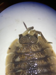 Porcellio dilatatus