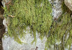 Hypnum cupressiforme