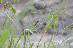 Sporophila