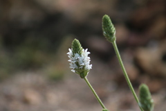 Dalea albiflora