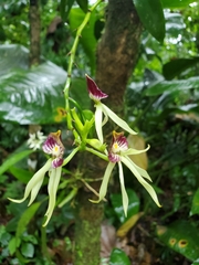 Prosthechea cochleata