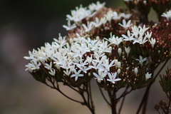 Corymbium villosum