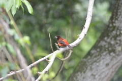 Ramphocelus dimidiatus