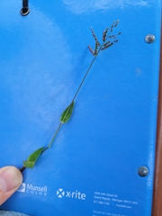 Urochloa reptans