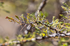 Vachellia tortuosa
