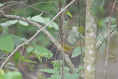 Basileuterus delattrii
