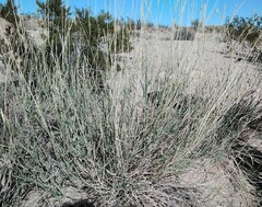 Hilaria rigida