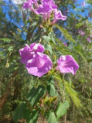 Ipomoea crinicalyx