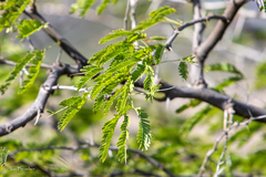 Vachellia tortuosa