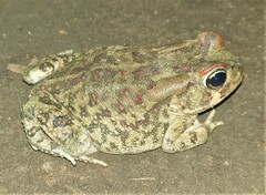 Sclerophrys garmani