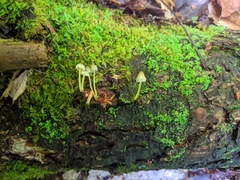 Mycena epipterygia