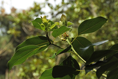 Cinnamomum cassia