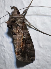 Plusiopalpa dichora