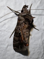 Plusiopalpa dichora