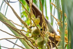 Anthreptes malacensis