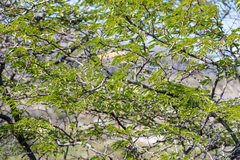 Vachellia tortuosa