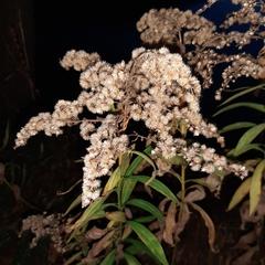 Solidago gigantea