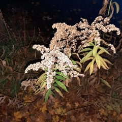 Solidago gigantea