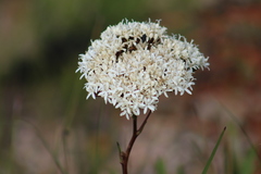 Corymbium villosum