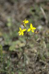 Cyanella lutea