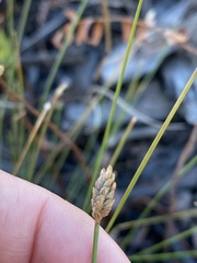 Eleocharis tuberculosa