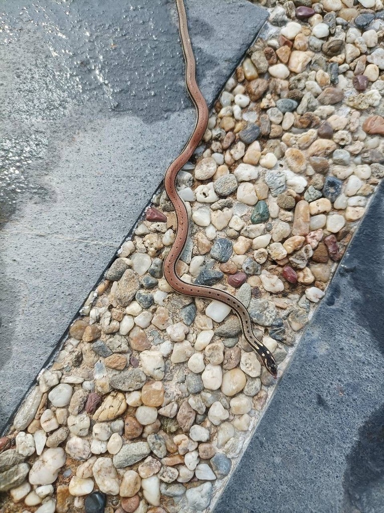 Pegu Black-Headed Snake