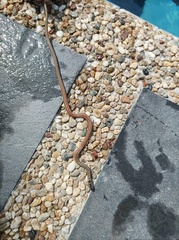 Sibynophis bistrigatus