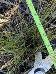 Eleocharis tuberculosa