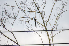 Phaenicophaeus tristis