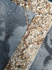 Sibynophis bistrigatus