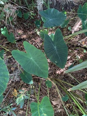 Colocasia
