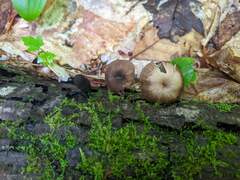 Entoloma longistriatum