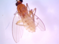 Lonchoptera bifurcata