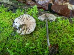 Entoloma longistriatum
