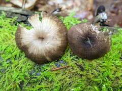 Entoloma longistriatum