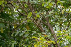 Phylloscopus borealis