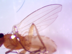Lonchoptera bifurcata