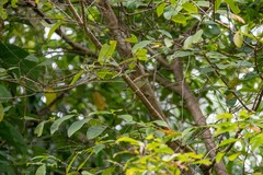 Phylloscopus borealis