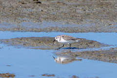 Calidris pusilla