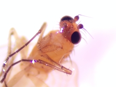 Lonchoptera bifurcata