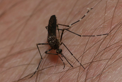 Aedes alboannulatus